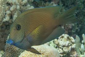 Image result for Oxyanthus strigosus