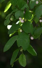 Image result for Flueggea virosa