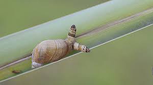 What do snails eat in the wild? Absurd Creature Of The Week The Parasitic Worm That Turns Snails Into Disco Zombies Wired