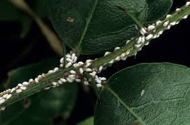 Image result for Scutia