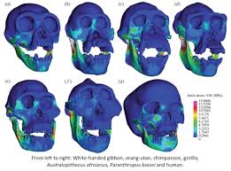 It would be mighty hard to break a rib bone with torsion. Human Jaws Are Surprisingly Strong And Efficient