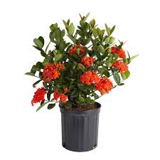 Image result for Ixora laurentii