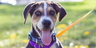 How does someone go about becoming a foster family? Dog Rescue Adoption In Durango Colorado Parker S Animal Rescue
