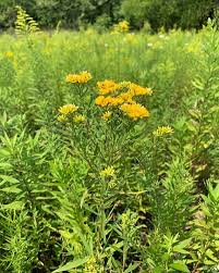Image result for Asclepias graminifolia