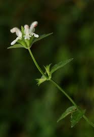 Image result for Leucas glabrata