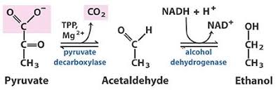 Pyruvate Dehydrogenase Complex Is Used In Convertingpyruvate To  Glucoseglucose To Pyruvatepyruvic Acid To Lactic Acidpyruvate To Acetyl Co-A