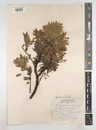 Image result for Cryptosepalum exfoliatum