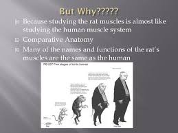 Anatomical features that are similar in basic structure despite being used. But Why Because Studying The Rat Muscles Is Almost Like Studying The Human Muscle System Comparative Anatomy Many Of The Names And Functions Of The Ppt Download