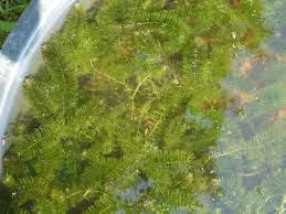 Image result for Ceratophyllum muricatum