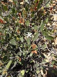 Image result for Ancylobothrys