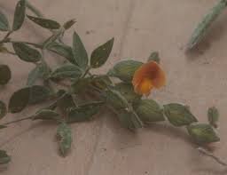 Image result for Zornia