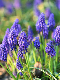 We did not find results for: 20 Of The Most Stunning Blue Flowers You Ll Love Growing In Your Garden Garden Bulbs Blue Flowers Plants