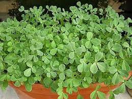 10 reasons to play golf. Fenugreek Cultivation Information Guide Asia Farming