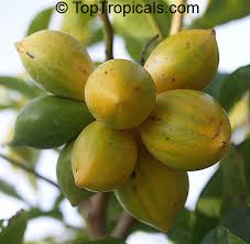 Image result for Artabotrys