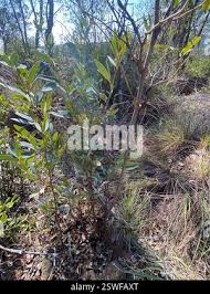 Image result for Rhoicissus revoilii