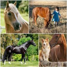 350 Nombres Originales Para Caballos Y Yeguas 2021