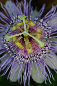 Passionflower S Medicinal Edible Uses Chestnut School Passion Flower Herbalism Herbal Medicine