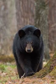 Black Bear Population By State 2019 Pin On Cute Animals