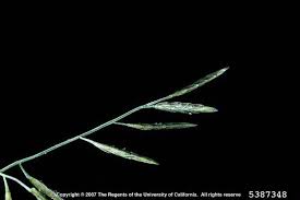 Image result for Eragrostis exasperata