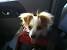 Rough Coat Jack Russell
