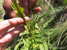 Image result for Alepidea amatymbica