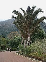 Image result for Raphia australis