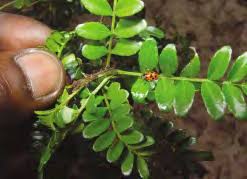 Image result for Gymnosporia maranguensis