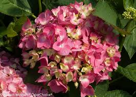 If you do choose to trim or shape the plant, do so immediately after the shrub blooms in. Hydrangea Let S Dance Rave Pleasant View Gardens