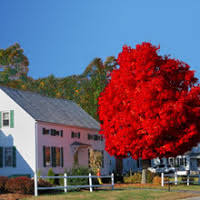 Maybe you would like to learn more about one of these? 3 Trees For Fall Color Autumn Blaze Maple Is Not The Only Crayon In The Box