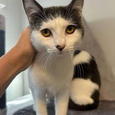 meet fidget jones, one love the name fidget and two she is the swneetest  package come down to dekalb and meet her