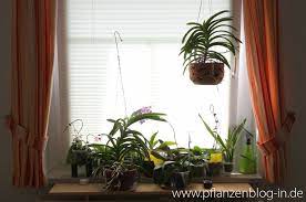 Orchideen faszinieren, aber sie polarisieren auch. Plissee Als Sonnenschutz Fur Orchideen Majas Pflanzenblog