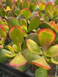 Image result for Crassula zombensis