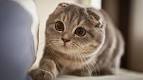 Available Scottish Fold Kittens For Sale & Cats For Adoption