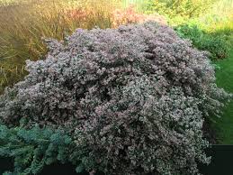 Aster Lateriflorus Horizontalis At Serpentine Slacker Gallery Arabella Lenox Boyd Design Aster Plants Late Autumn