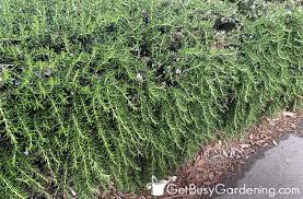 Image result for rosemary pruning