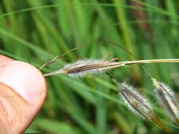 Image result for Tristachya