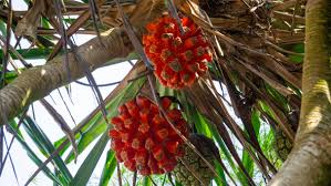Image result for Pandanus odoratissimus