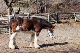 Jan 13, 2020 · clydesdales are among the tallest horse breeds, standing between 16 hands (64 inches) and 18 hands (72 inches) on average. Top 15 Fascinating Facts About The Clydesdale Horse My Clydesdale