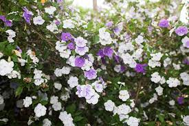 It also depends on how much of any given plant or plant part is actually ingested. Don S Tips Plants Poisonous To Dogs Burke S Backyard