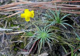 Image result for Utricularia subulata
