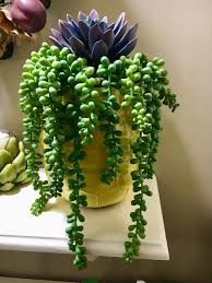 Pin By Athena Artemis On Container Gardens Succulents In Containers Planting Succulents Plants