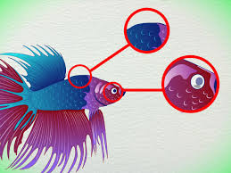 A colourful animal that makes a wonderful pet fish. How To Tell How Old A Betta Fish Is Betta Fish Breeding Betta Fish Tank