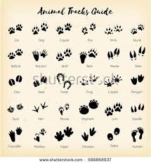 Animal Tracks Foot Print Guide African Animal Art Background Bear Bird Black Cat Chicken Claw Collection Animal Tracks Dog Tattoos Animal Tattoos