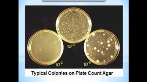 Total Plate Count Youtube