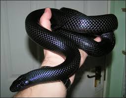 King and milk snakes make wonderful pets. Mexican Black Kingsnake A Gentle Snake That Makes A Great First Reptile Companion Mexican Black Kingsnake Snake Reptile Snakes