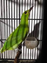 Cara Mudah Membedakan Cucak Ijo Kuningan Bakalan Jantan Dan Betina