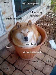 Firebender In The Tardis Doge Meme Shiba Inu Funny Animals