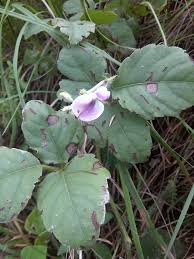 Image result for Laggera crispata