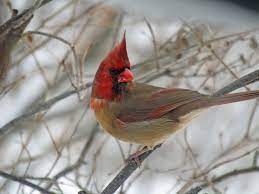 A Rare Bird Indeed A Cardinal That S Half Male Half Female The New York Times Female cardinal bird singing song / sounds подробнее.