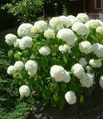 See more ideas about annabelle hydrangea, hydrangea, outdoor gardens. Schneeball Hortensie Annabelle 1a Qualitat Baldur Garten